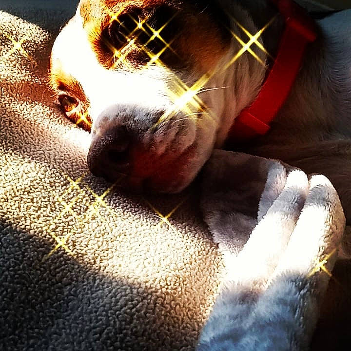 Diva joined the competition — help win amazing prizes! carnivore, cloud, companion_dog, dog, dog_breed, flooring, fur, gesture, heat, human_leg, metal, nail, paw, snout, sporting_group, square, tail, tints_and_shades, whiskers, working_animal