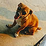 Silly is registered to the contest to win money with this photo: dog, brown_dog, small_dog, pet, animal, tongue_out, sitting, concrete_floor, shadow, happy, cute, domestic_animal, ears, fur, paw, looking_up, playful, companion, outdoor, sunlight
