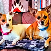 Zoe is registered to the contest to win money with this photo: alert, animal, blanket, brown_dog, collar, companion, couch, cozy, dog, domestic, ears_up, furniture, home, indoor, looking_at_camera, pet, resting, small_dog, two_dogs, white_dog