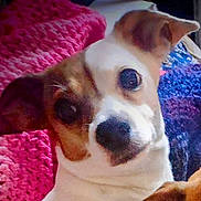 Zoe joined the competition — help win amazing prizes! dog, close_up, blanket, knitted, pink, blue, cozy, ears, face, snout, pet, animal, indoor, cute, fur, portrait, expression, warm, soft, resting
