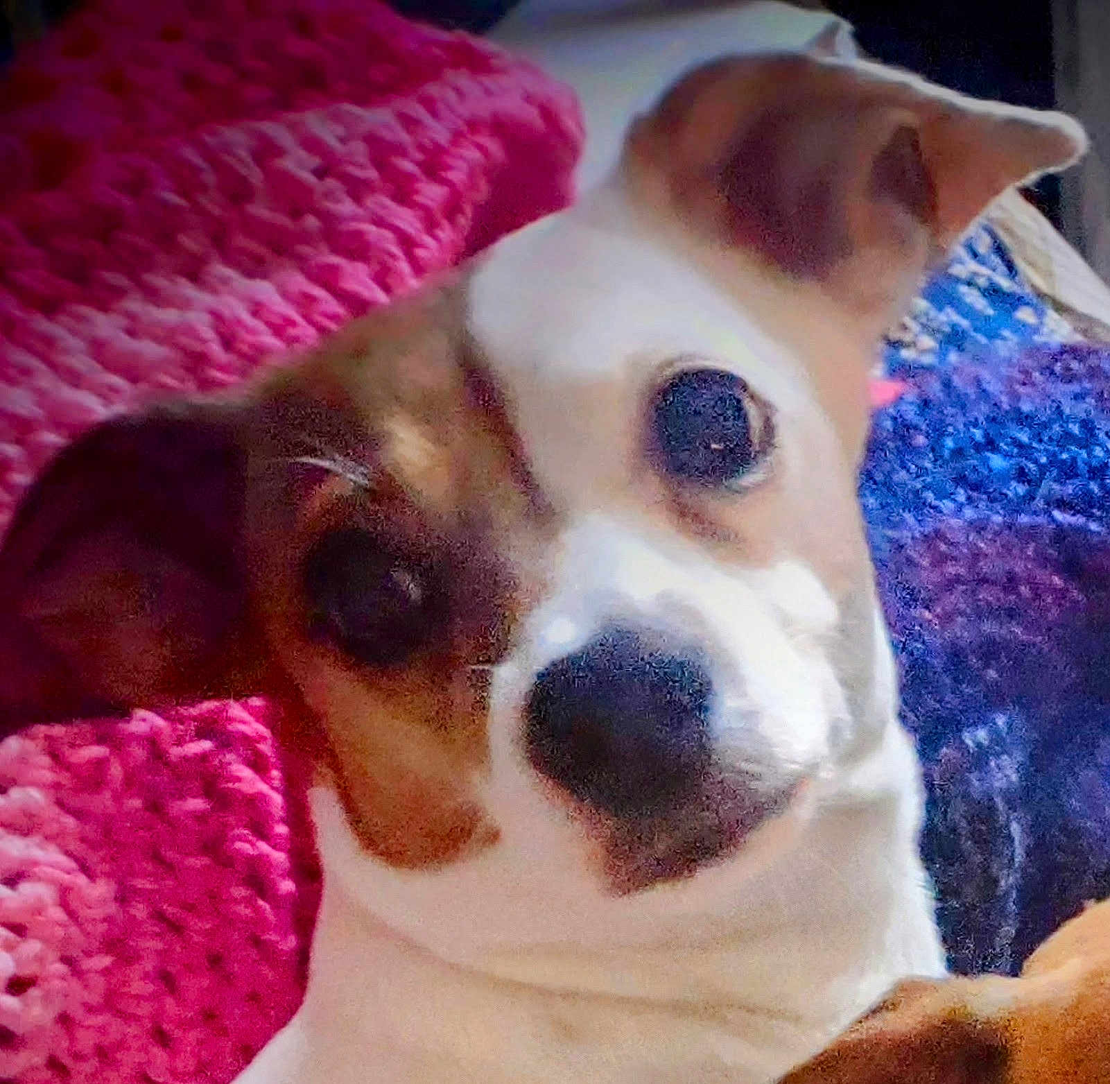 Zoe joined the competition — help win amazing prizes! dog, close_up, blanket, knitted, pink, blue, cozy, ears, face, snout, pet, animal, indoor, cute, fur, portrait, expression, warm, soft, resting