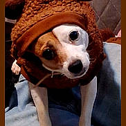 Zoe is registered to the contest to win money with this photo: animal, blanket, brown, costume, curious, cute, dog, ears, face, fur, head_tilt, indoors, looking_up, paws, pet, quilted_background, small_dog, soft, wearing_clothes, white
