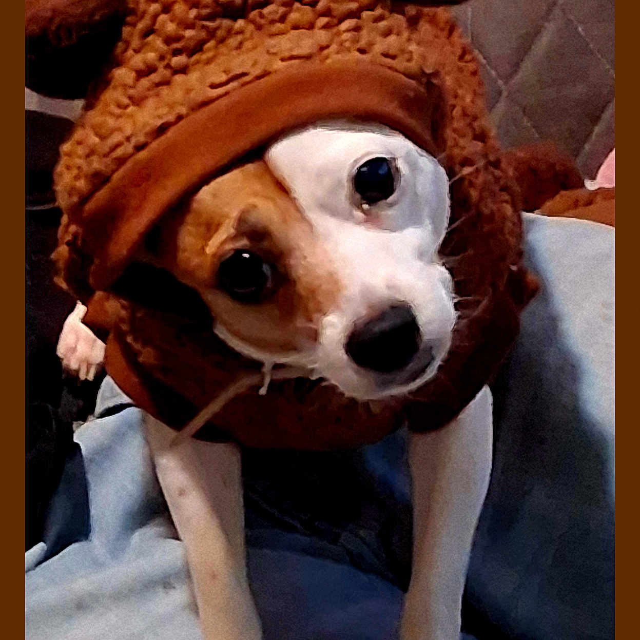 Zoe is registered to the contest to win money with this photo: animal, blanket, brown, costume, curious, cute, dog, ears, face, fur, head_tilt, indoors, looking_up, paws, pet, quilted_background, small_dog, soft, wearing_clothes, white