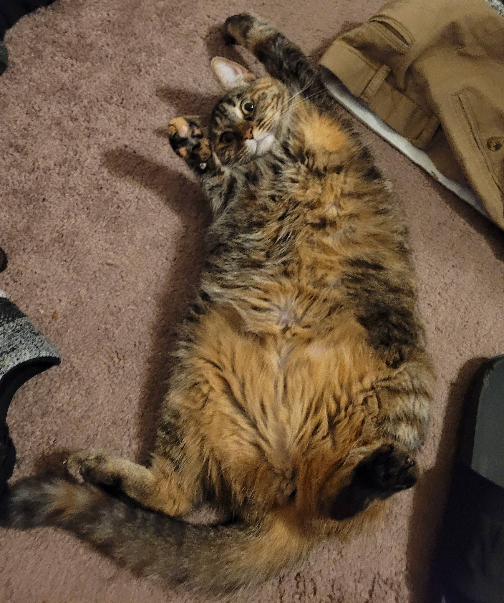 Zelda is registered to the contest to win money with this photo: big_cats, carnivore, cat, claw, comfort, domestic_short_haired_cat, eye, felidae, fur, grey, nap, paw, sleep, small_to_medium_sized_cats, snout, tail, terrestrial_animal, whiskers, wildlife, wood