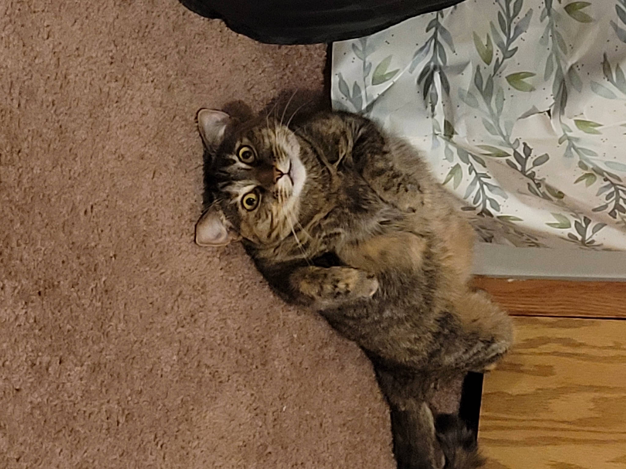 Zelda joined the competition — help win amazing prizes! art, black_cat, carnivore, cat, claw, comfort, domestic_short_haired_cat, eye, felidae, flooring, fur, human_leg, paw, road_surface, sand, small_to_medium_sized_cats, snout, tail, terrestrial_animal, whiskers