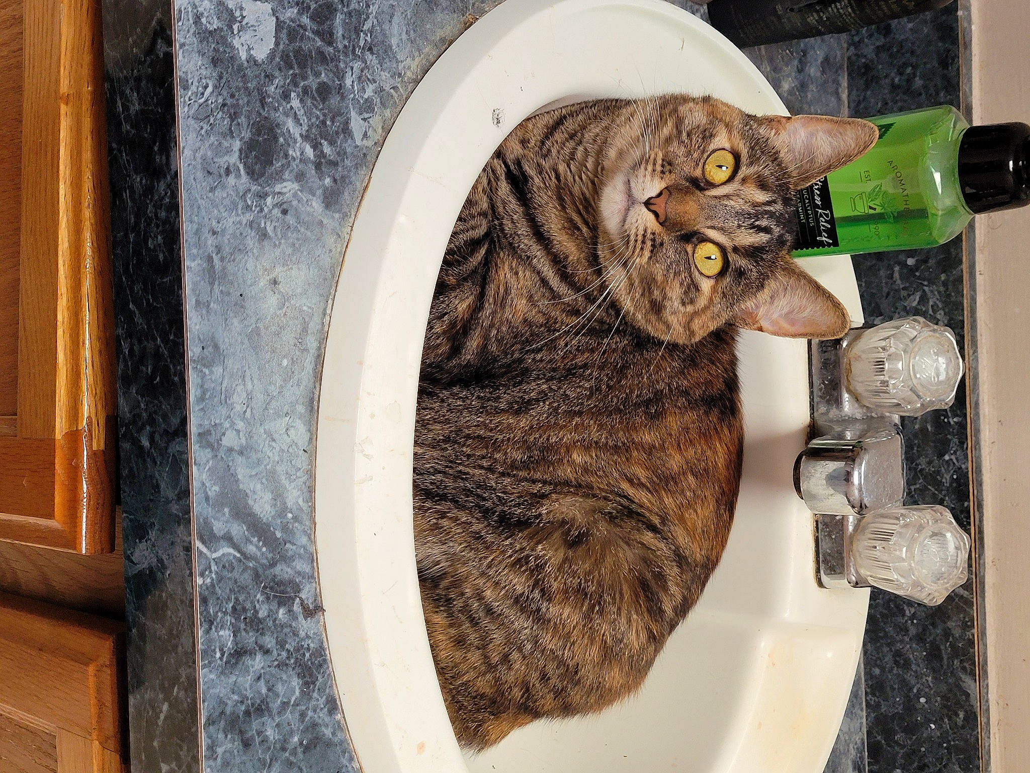 Zelda joined the competition — help win amazing prizes! bottle, carnivore, cat, domestic_short_haired_cat, felidae, fish, fur, hardwood, houseplant, room, small_to_medium_sized_cats, snout, table, tableware, tail, vegetable, water_bottle, whiskers, wood, wood_stain