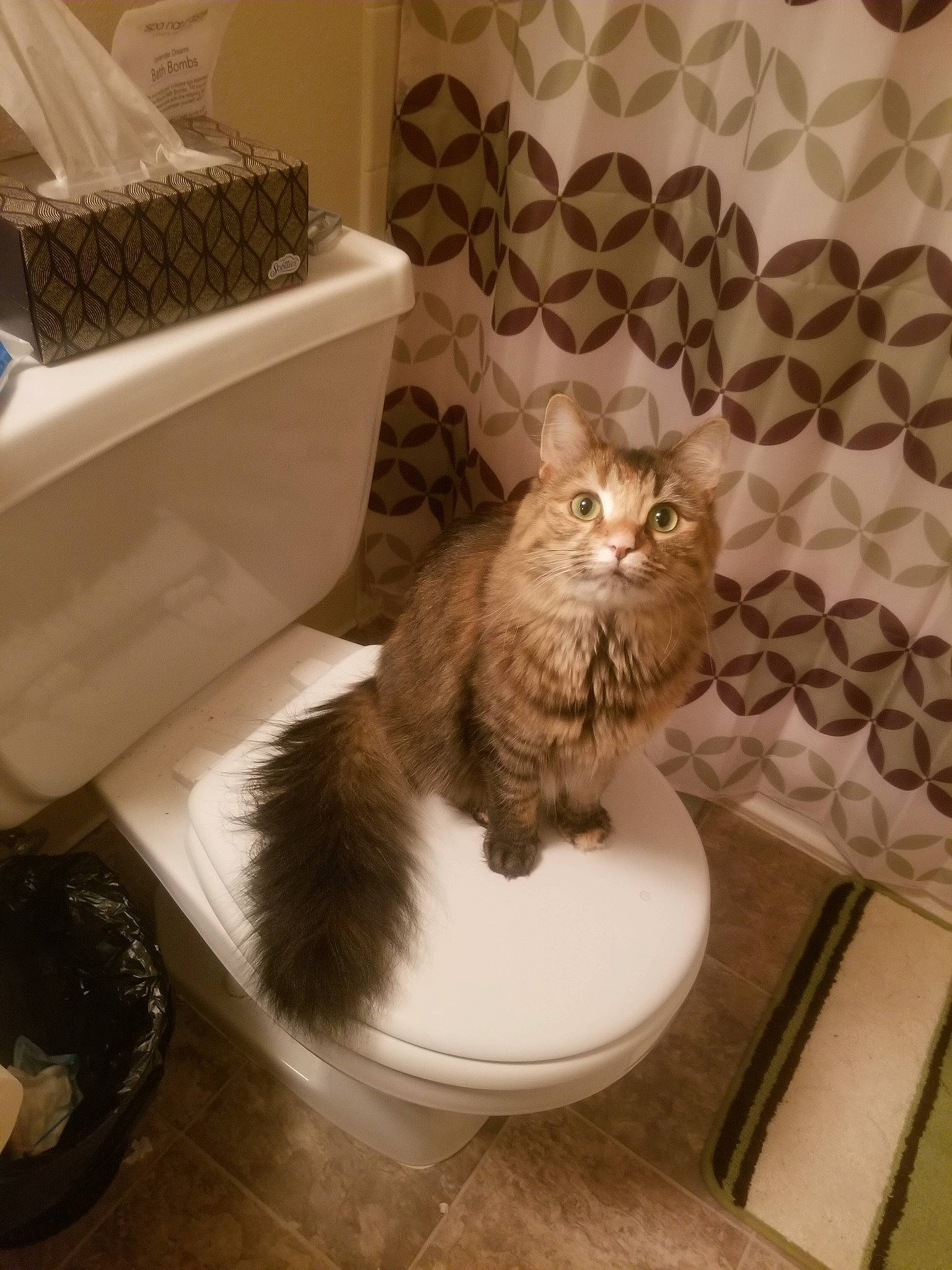 Zena is registered to the contest to win money with this photo: american_curl, bathroom, bidet, carnivore, cat, domestic_long_haired_cat, domestic_short_haired_cat, european_shorthair, fawn, felidae, kitten, maine_coon, norwegian_forest_cat, persian, ragamuffin, room, siberian, small_to_medium_sized_cats, toilet, whiskers
