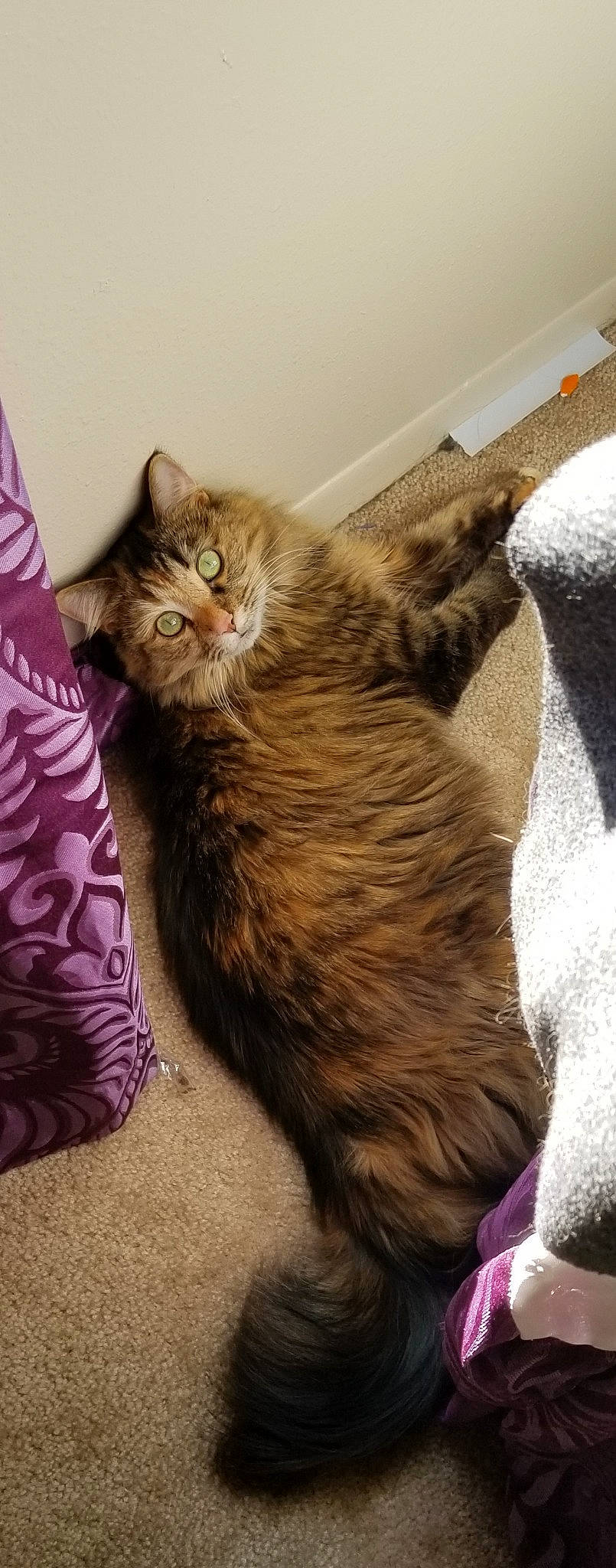 Zena joined the competition — help win amazing prizes! box, cardboard, carnivore, cat, claw, comfort, domestic_short_haired_cat, fawn, felidae, flooring, fur, grey, hardwood, nap, paw, small_to_medium_sized_cats, snout, tail, whiskers, wood