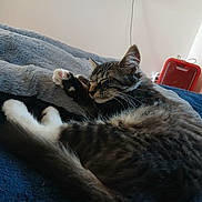 Delmas Damien a rejoint le concours — aidez-le/la à gagner de superbes lots ! cat, tabby, sleeping, paw, blanket, furry, pet, cozy, indoor, resting, fur, whiskers, tail, home, relaxed, cute, animal, mammal, soft, comfort