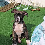 Louka a rejoint le concours — aidez-le/la à gagner de superbes lots ! dog, puppy, brindle, sitting, artificial_grass, patio, outdoor, sunlight, bowl, bone, towel, drying_rack, nose, ears, paws, cute, pet, portrait, green_ground, playful