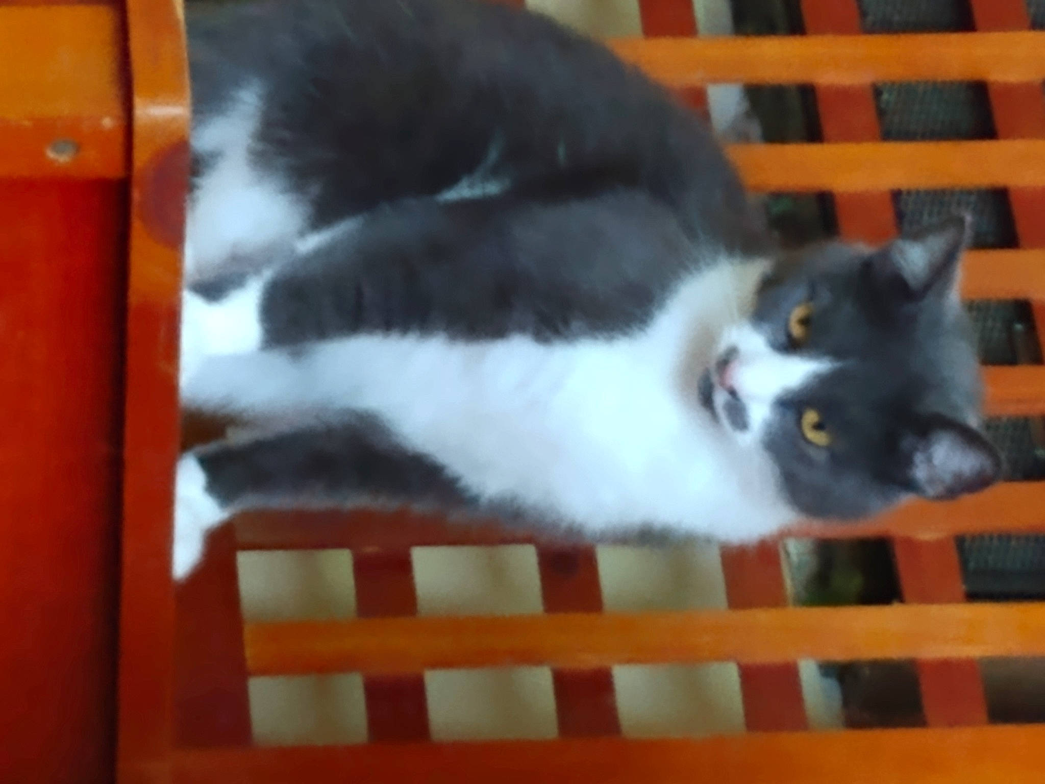 Bootsy joined the competition — help win amazing prizes! carnivore, cat, cat_supply, domestic_short_haired_cat, felidae, flooring, fur, hardwood, paw, pet_supply, small_to_medium_sized_cats, snout, tail, whiskers, window, wood