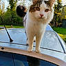 Guyzmo a rejoint le concours — aidez-le/la à gagner de superbes lots ! cat, animal, pet, outdoor, car, roof, fur, whiskers, tail, tree, grass, daylight, nature, curious, domestic_cat, mammal, closeup, yellow_eyes, reflection, antenna