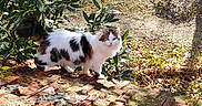 Guyzmo a rejoint le concours — aidez-le/la à gagner de superbes lots ! cat, fluffy, white, black, outdoor, garden, plants, greenery, brick, moss, sunlight, animal, pet, curious, feline, nature, daylight, walking, looking, leaf