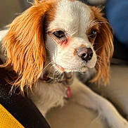 Abby participe au concours pour gagner de l'argent avec cette photo : dog, cavalier_king_charles_spaniel, pet, close_up, portrait, ears, fur, couch, indoors, collar, relaxed, animal, canine, sunlight, snout, whiskers, brown, white, comfort, companion