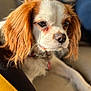 dog, cavalier_king_charles_spaniel, pet, close_up, portrait, ears, fur, couch, indoors, collar, relaxed, animal, canine, sunlight, snout, whiskers, brown, white, comfort, companion