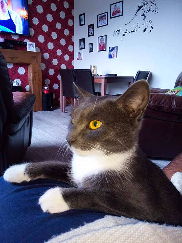 Princess is registered to the contest to win money with this photo: asian, carnivore, cat, domestic_short_haired_cat, ear, felidae, fur, kitten, mammal, sitting, small_to_medium_sized_cats, whiskers