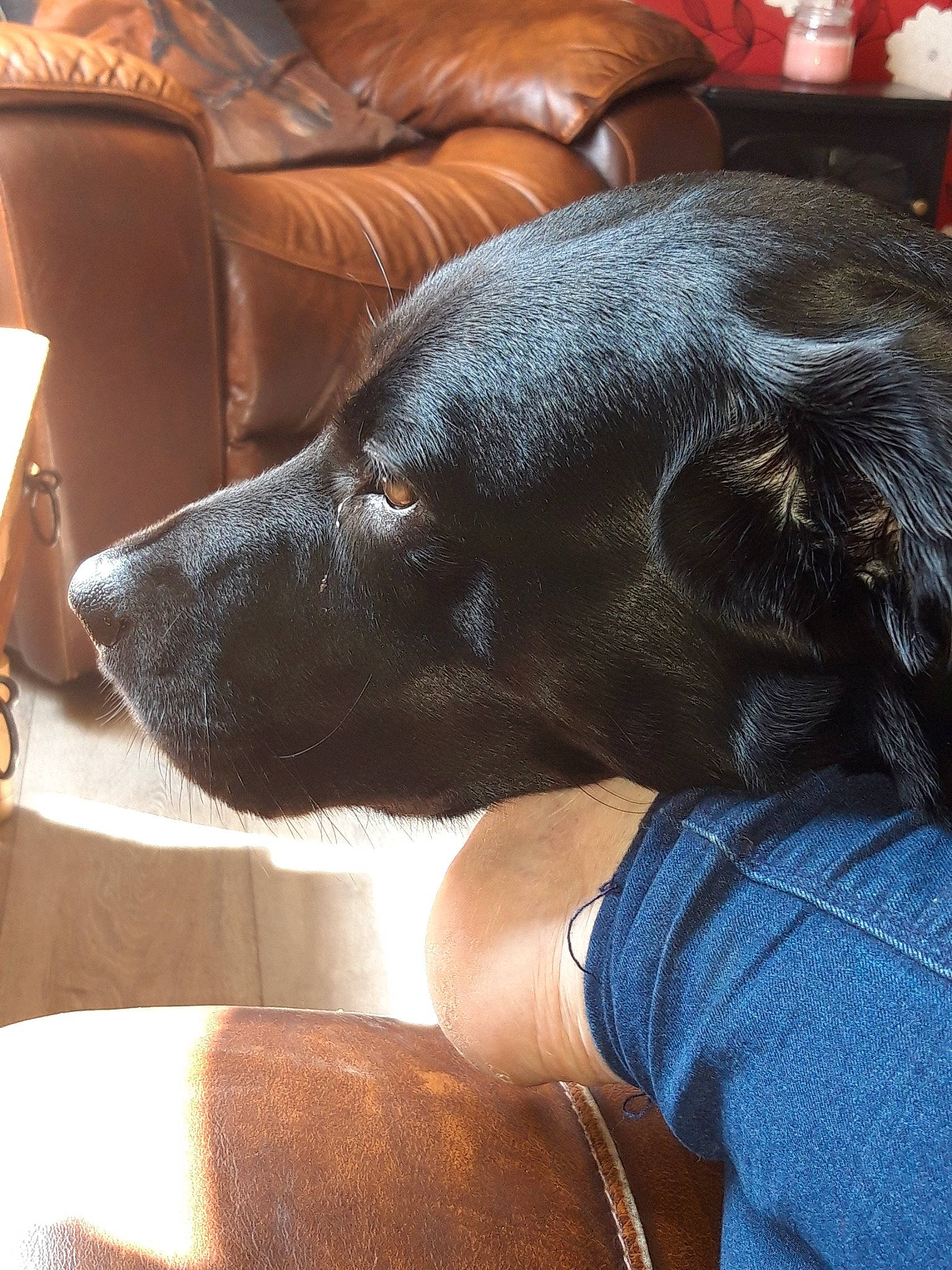 Molly is registered to the contest to win money with this photo: canidae, carnivore, companion_dog, dog, dog_breed, ear, labrador_retriever, nose, patterdale_terrier, snout, sporting_group