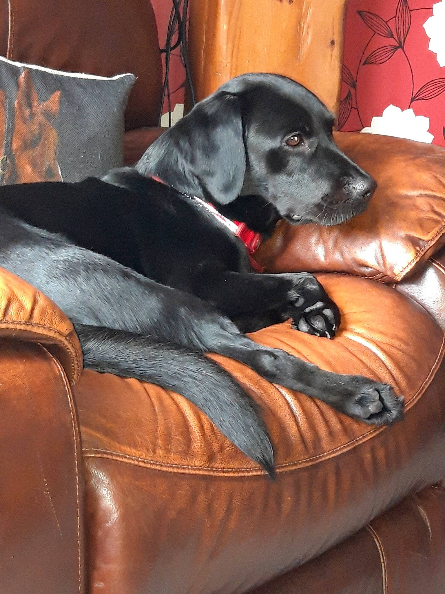 Molly joined the competition — help win amazing prizes! canidae, carnivore, chair, comfort, companion_dog, couch, dog, dog_bed, dog_breed, furniture, guard_dog, pointer, sporting_group