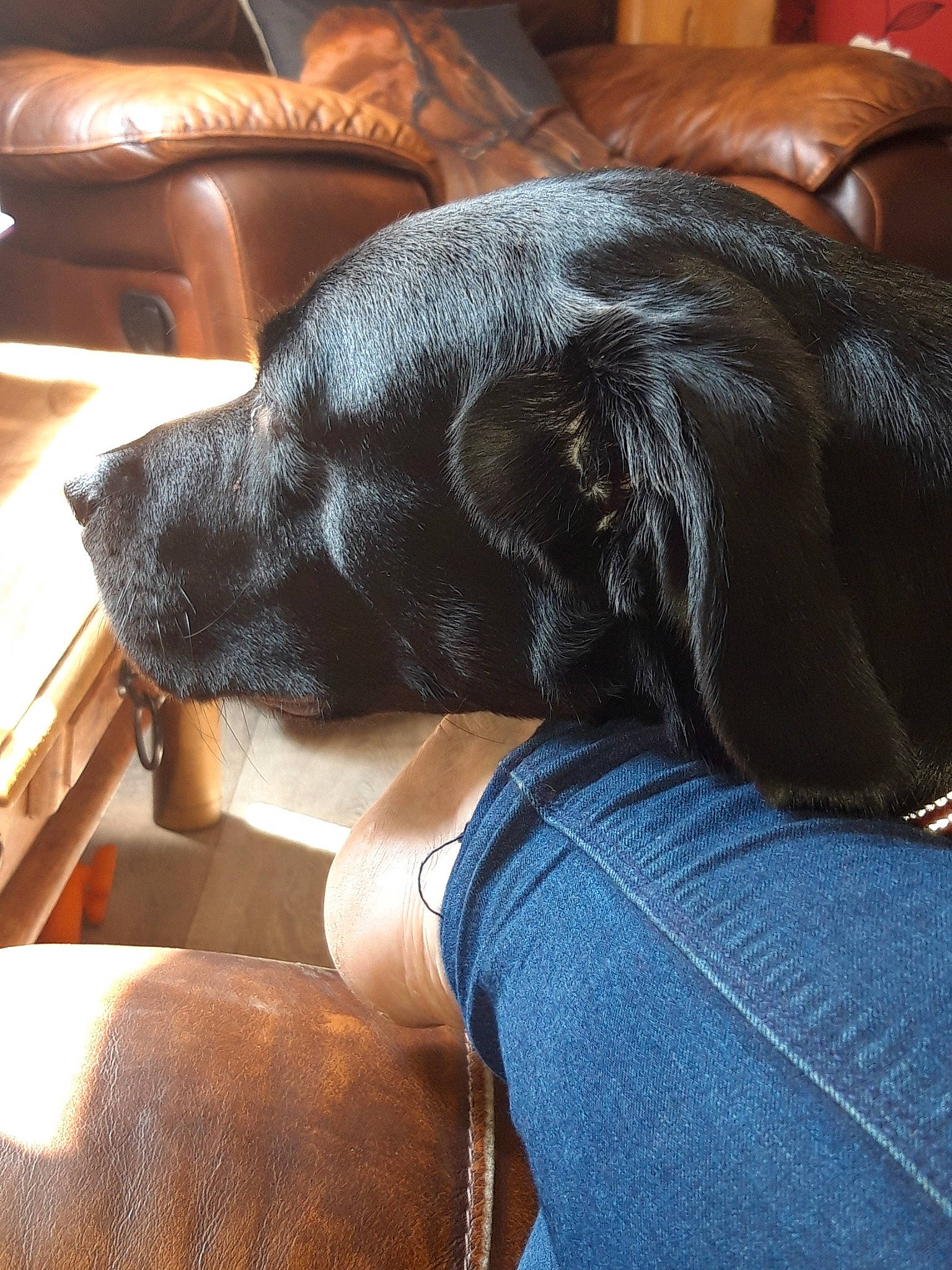 Molly joined the competition — help win amazing prizes! borador, canidae, carnivore, companion_dog, dog, dog_breed, flat_coated_retriever, labrador_retriever, retriever, snout, sporting_group