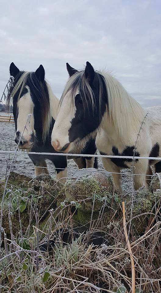 Zara Wilson is registered to the contest to win money with this photo: grass, grassland, horse, landscape, livestock, mammal, mane, mare, mustang_horse, pasture, plant, pony, rural_area, snout, stallion, vertebrate, wildlife