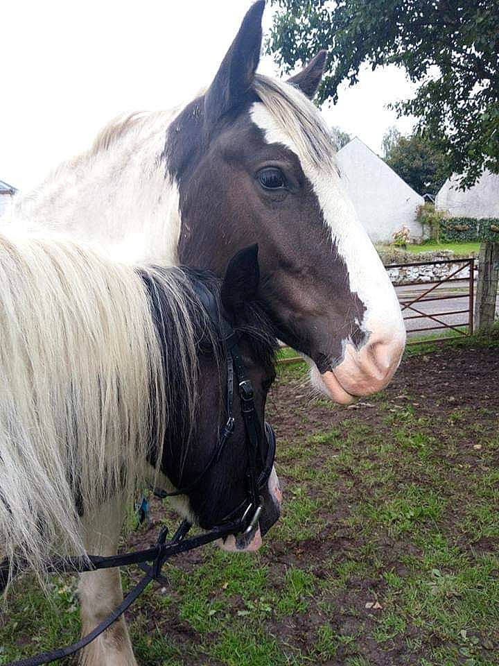 Zara Wilson joined the competition — help win amazing prizes! grass, hair, horse, livestock, mammal, mane, mare, mustang_horse, pasture, pony, snout, stallion, vertebrate