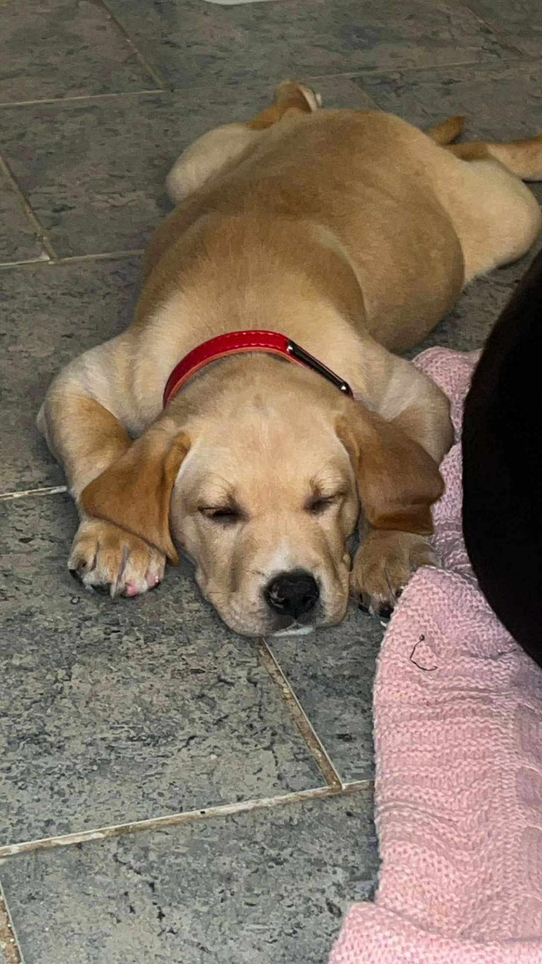 Ava