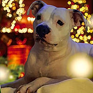 Bella is registered to the contest to win money with this photo: dog, white_dog, pet, animal, indoors, holiday_lights, bokeh, festive, warm_lighting, cozy, relaxed, portrait, cute, paw, background_blur, decorations, christmas, celebration, companion, friendly
