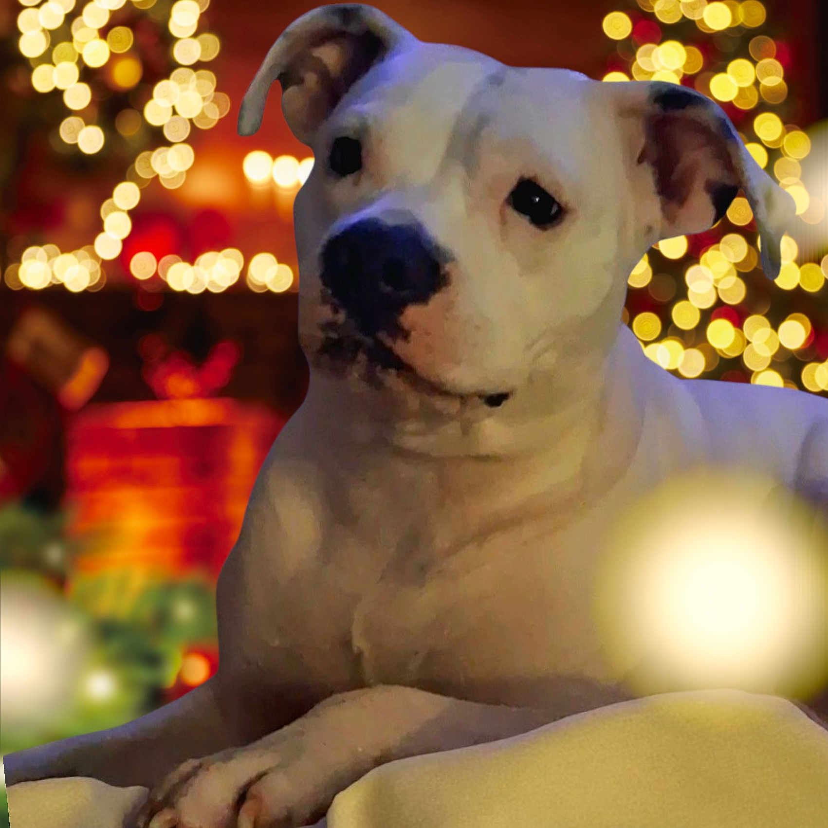 Bella is registered to the contest to win money with this photo: dog, white_dog, pet, animal, indoors, holiday_lights, bokeh, festive, warm_lighting, cozy, relaxed, portrait, cute, paw, background_blur, decorations, christmas, celebration, companion, friendly