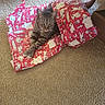 animal, box, carpet, cartoon_characters, cat, crossed_paws, curious, cute, domestic_cat, feline, festive, floor, holiday, indoor, looking_at_camera, pet, red_wrapping_paper, relaxed, tabby_cat, wrapping_paper