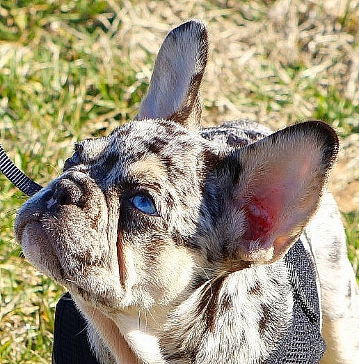 Charlie is registered to the contest to win money with this photo: canidae, carnivore, close_up, collar, companion_dog, dog, dog_breed, dog_collar, ear, eye, fawn, fur, grass, plant, snout, sporting_group, terrestrial_animal, whiskers, wildlife, working_animal