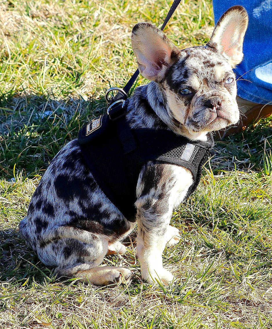 Charlie is registered to the contest to win money with this photo: bulldog, canidae, carnivore, collar, companion_dog, dog, dog_breed, dog_clothes, dog_collar, dog_supply, fawn, grass, leash, plant, snout, sporting_group, terrestrial_animal, toy_dog, whiskers, working_animal