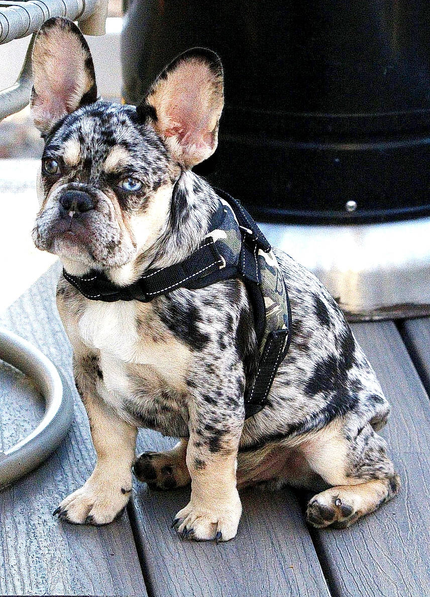 Charlie is registered to the contest to win money with this photo: bulldog, canidae, carnivore, collar, companion_dog, dog, dog_breed, dog_collar, fawn, french_bulldog, fur, molosser, snout, sporting_group, terrestrial_animal, toy_dog, whiskers, working_animal, working_dog, wrinkle