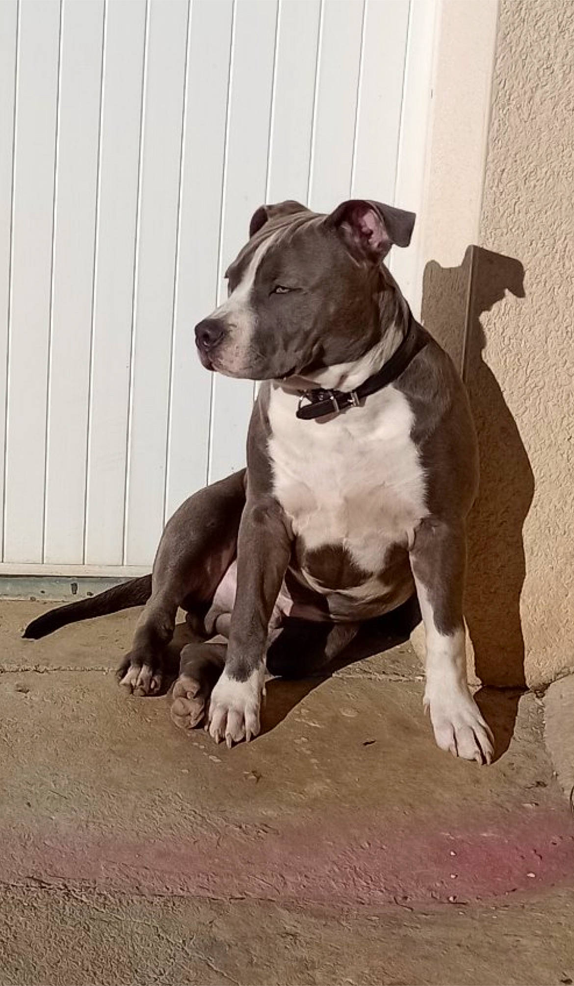 Sparko a rejoint le concours — aidez-le/la à gagner de superbes lots ! ancient_dog_breeds, bull_and_terrier, canidae, carnivore, collar, companion_dog, dog, dog_breed, dog_collar, fawn, grey, hunting_dog, liver, non_sporting_group, pet_supply, snout, sporting_group, terrestrial_animal, working_animal, working_dog