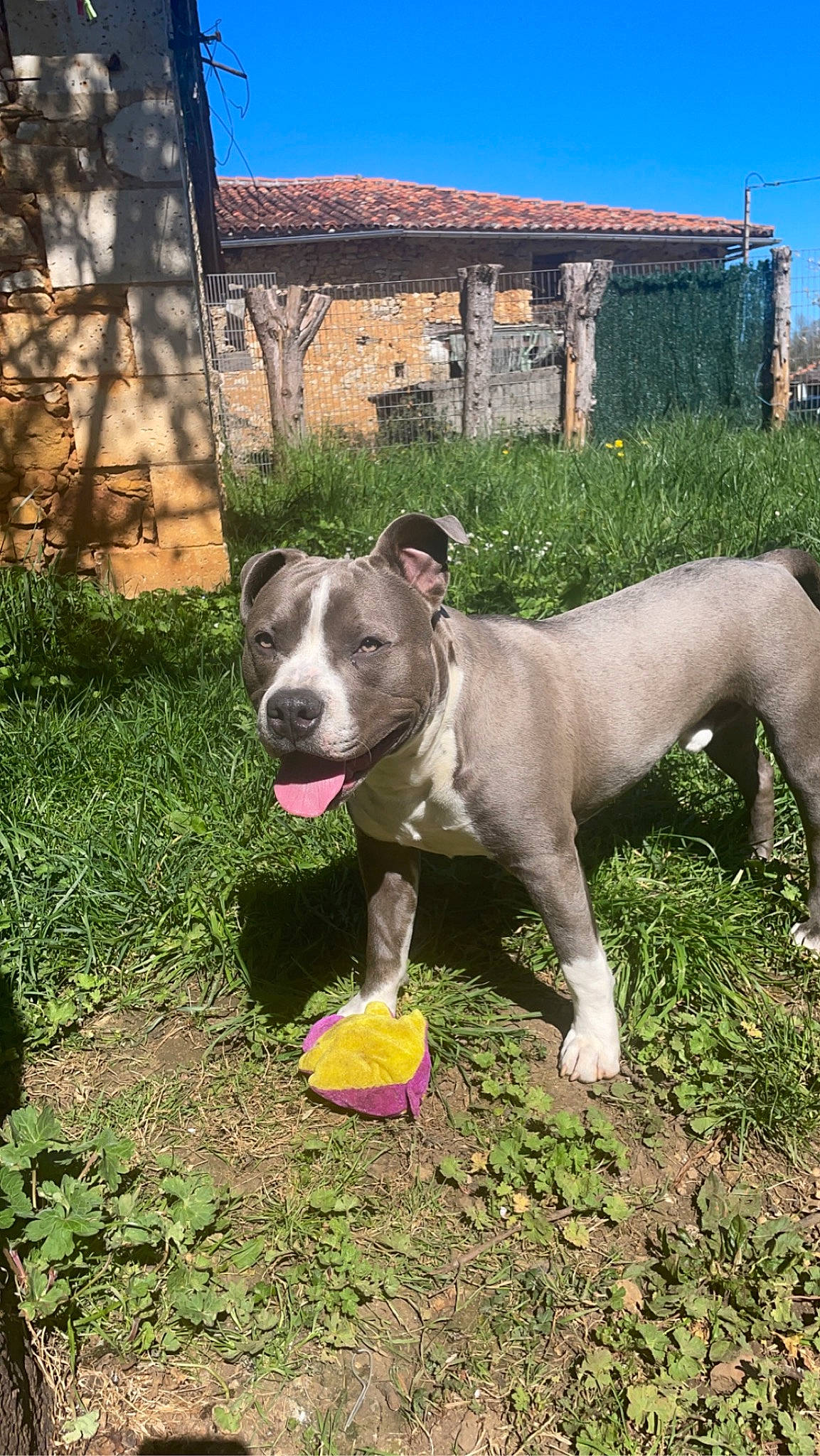 Sparko participe au concours pour gagner de l'argent avec cette photo : building, bull_and_terrier, canidae, carnivore, collar, companion_dog, dog, dog_breed, dog_collar, fawn, grass, guard_dog, house, plant, sky, sporting_group, tail, window, working_animal, working_dog