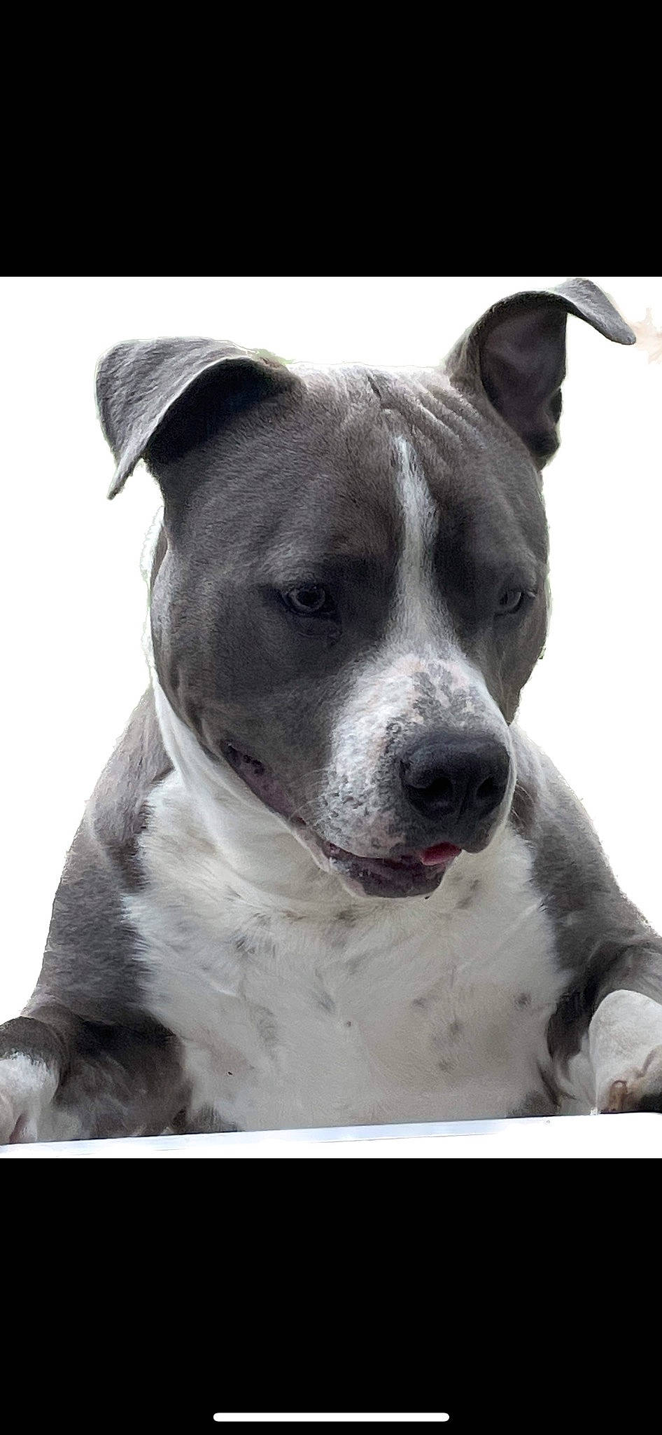 Sparko participe au concours pour gagner de l'argent avec cette photo : ancient_dog_breeds, canidae, carnivore, collar, companion_dog, dog, dog_breed, dog_collar, metal, monochrome_photography, non_sporting_group, snout, sporting_group, whiskers, working_animal, working_dog