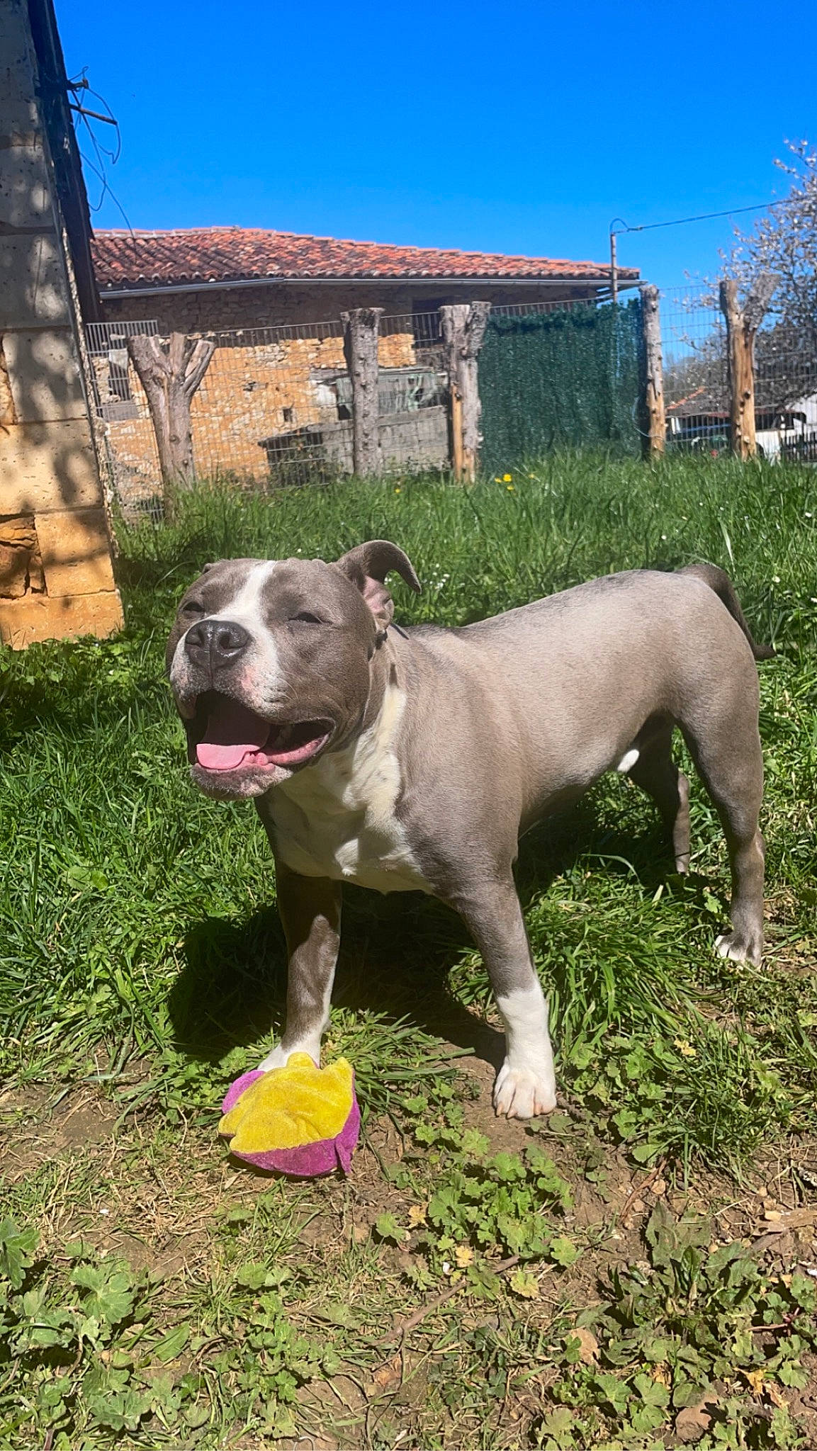 Sparko participe au concours pour gagner de l'argent avec cette photo : bull_and_terrier, canidae, carnivore, collar, companion_dog, dog, dog_breed, dog_collar, fawn, grass, molosser, plant, sky, snout, sporting_group, tail, terrestrial_animal, tree, window, working_animal