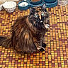 cat, tortoiseshell, fluffy, green_eyes, pet, food_bowl, water_bowl, floor_tiles, mosaic, indoor, animal, feline, sitting, long_hair, domestic, cute, looking_at_camera, household, meal, quiet