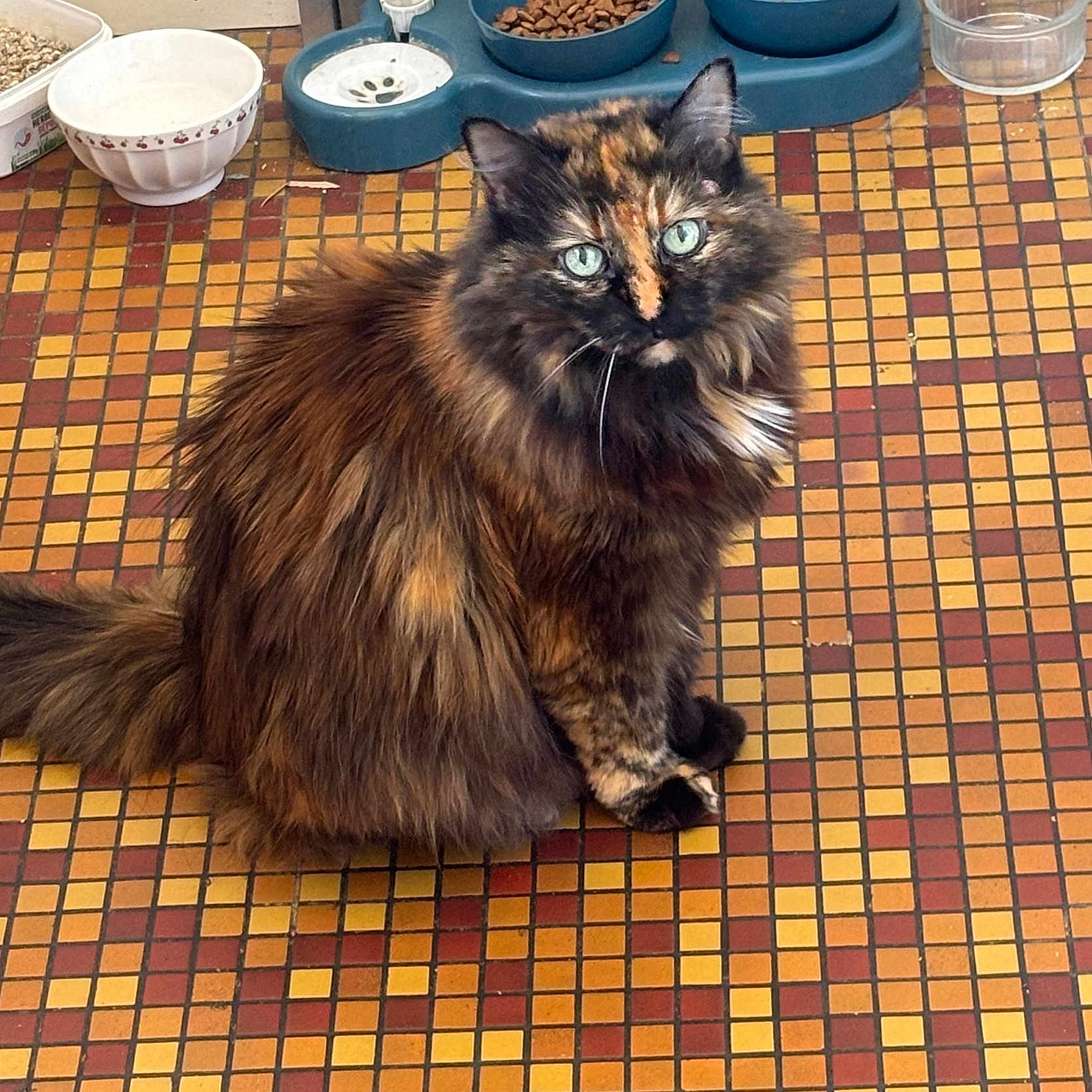 Praline participe au concours pour gagner de l'argent avec cette photo : cat, tortoiseshell, fluffy, green_eyes, pet, food_bowl, water_bowl, floor_tiles, mosaic, indoor, animal, feline, sitting, long_hair, domestic, cute, looking_at_camera, household, meal, quiet