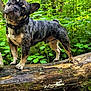 dog, french_bulldog, brindle, forest, log, wood, greenery, plants, leaves, outdoor, nature, pet, animal, canine, curious, head_tilt, collar, paw, standing, daylight