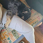 Tommy is registered to the contest to win money with this photo: black_and_tan, blanket, casual, colorful, couch, cozy, dog, home, indoor, leg, paw, person, relaxing, resting, shoes, sleeping, textile, white_pants, white_socks, wooden_floor