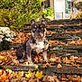 autumn, collar, daylight, dog, fall_leaves, flowers, french_bulldog, greenery, house, leaf_litter, nature, outdoor, pet, portrait, sitting, stone_steps, sunlight, tag, white_flowers, window