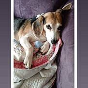 Gracie joined the competition — help win amazing prizes! advertisement, animal, beagle, blanket, canine, chihuahua, cushion, dog, envelope, greetingcard, homedecor, hound, husky, mail, person, pet, poster, puppy, sleeping, snout