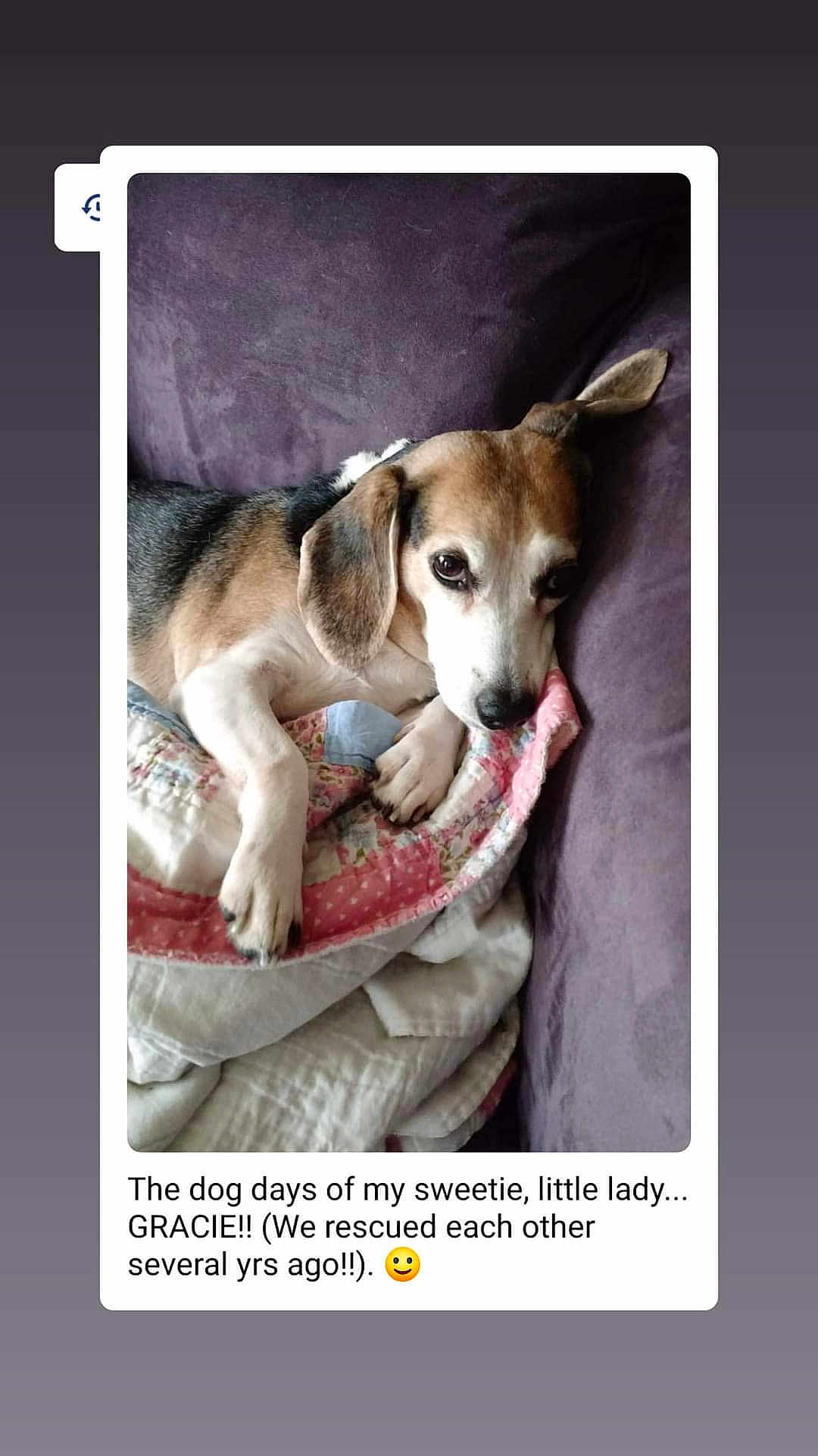 Gracie joined the competition — help win amazing prizes! advertisement, animal, beagle, blanket, canine, chihuahua, cushion, dog, envelope, greetingcard, homedecor, hound, husky, mail, person, pet, poster, puppy, sleeping, snout