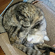 Sissybug joined the competition — help win amazing prizes! animal, blurry, cat, close_up, cozy, curl, feline, fur, home, indoor, motion, paw, pet, relaxation, scratch_pad, sleeping, striped, tabby, whiskers, wood_floor