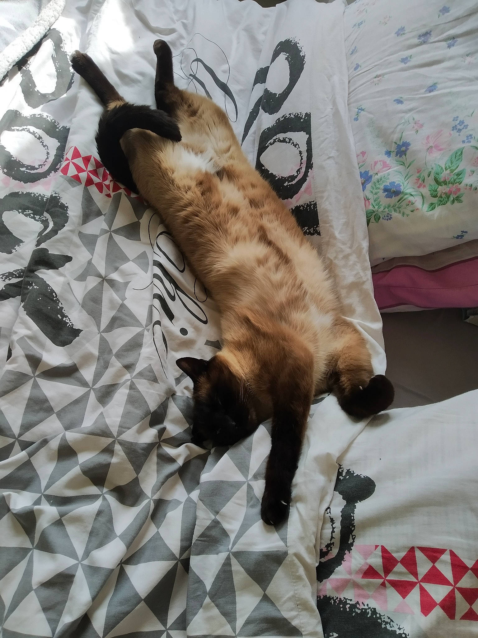 Crisou a rejoint le concours — aidez-le/la à gagner de superbes lots ! canidae, carnivore, cat, claw, comfort, dog_breed, domestic_short_haired_cat, fawn, felidae, fur, linens, pattern, paw, room, siamese, small_to_medium_sized_cats, sporting_group, tail, textile, whiskers