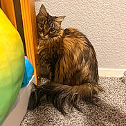 Latte is registered to the contest to win money with this photo: animal, bed_frame, black, brown, carpet, cat, curious, ears, feline, floor, fluffy, fur, indoor, pet, striped, tail, texture, wall, whiskers, wood