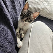 Zachary participe au concours pour gagner de l'argent avec cette photo : animal, blanket, cat, cozy, curious, cute, fabric, feline, grey, indoor, kitten, looking, paw, pet, resting, soft, striped, texture, white, young
