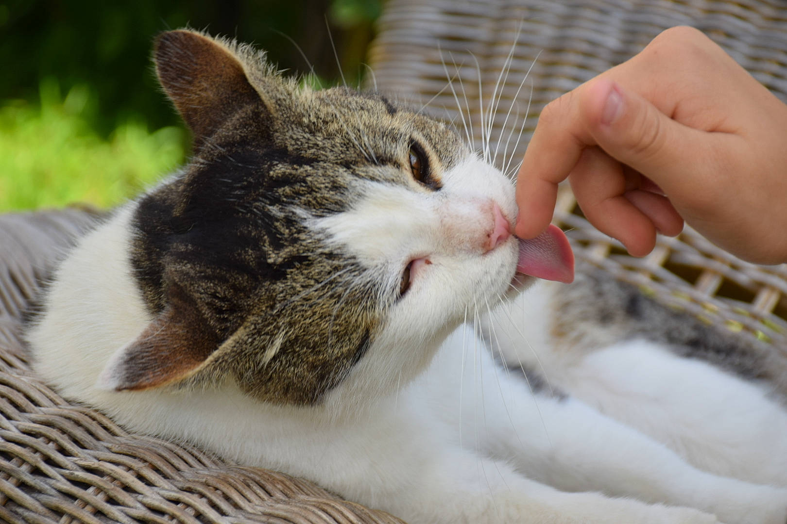 Pompon participe au concours pour gagner de l'argent avec cette photo : carnivore, cat, claw, comfort, domestic_short_haired_cat, felidae, foot, fur, gesture, grass, nail, paw, sleep, small_to_medium_sized_cats, snout, tree, whiskers