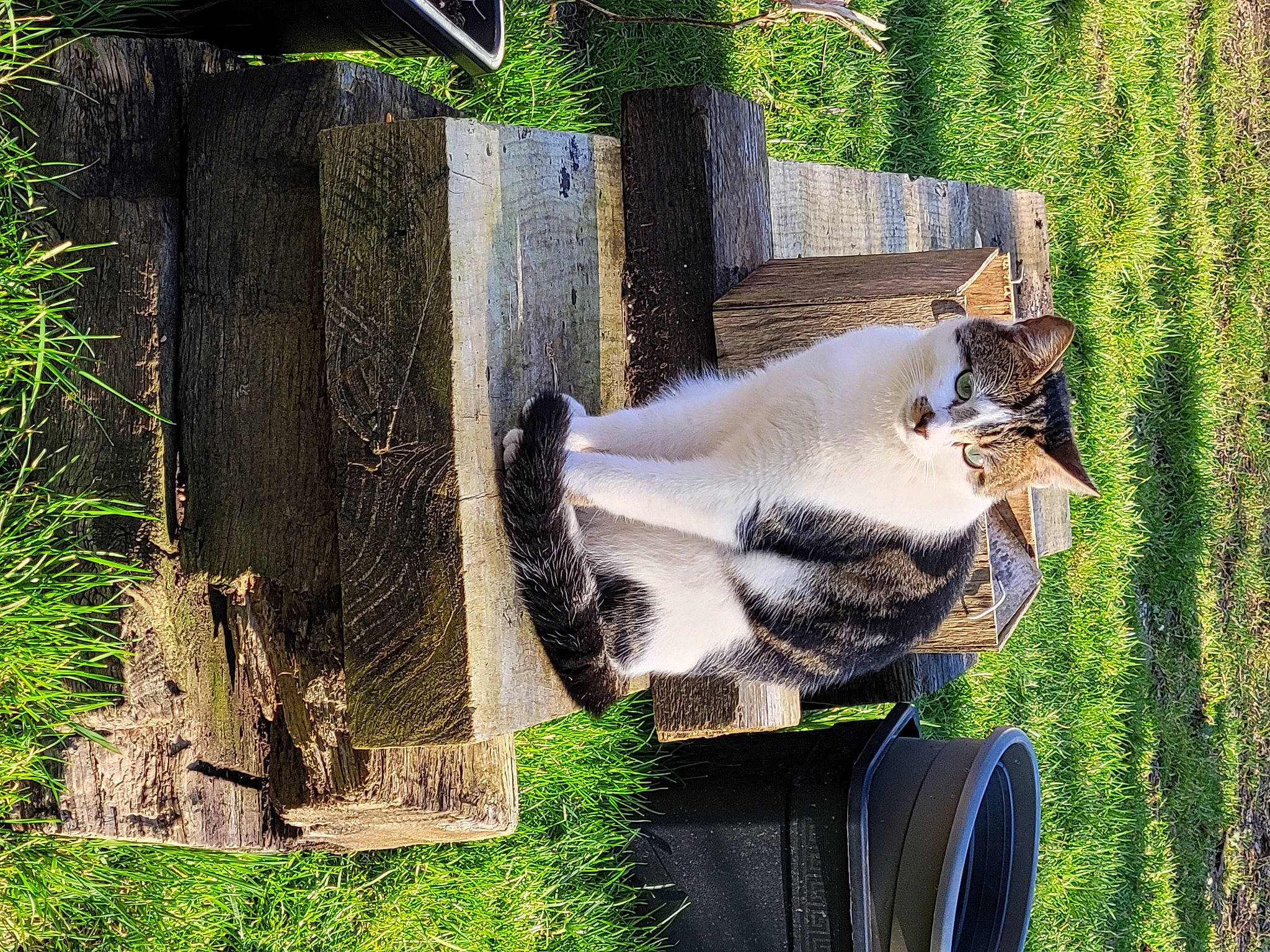 Pompon a rejoint le concours — aidez-le/la à gagner de superbes lots ! art, font, garden, grass, grass_family, groundcover, herb, landscape, lawn_ornament, nature_reserve, plant, tail, tree, trunk, vegetation, wood
