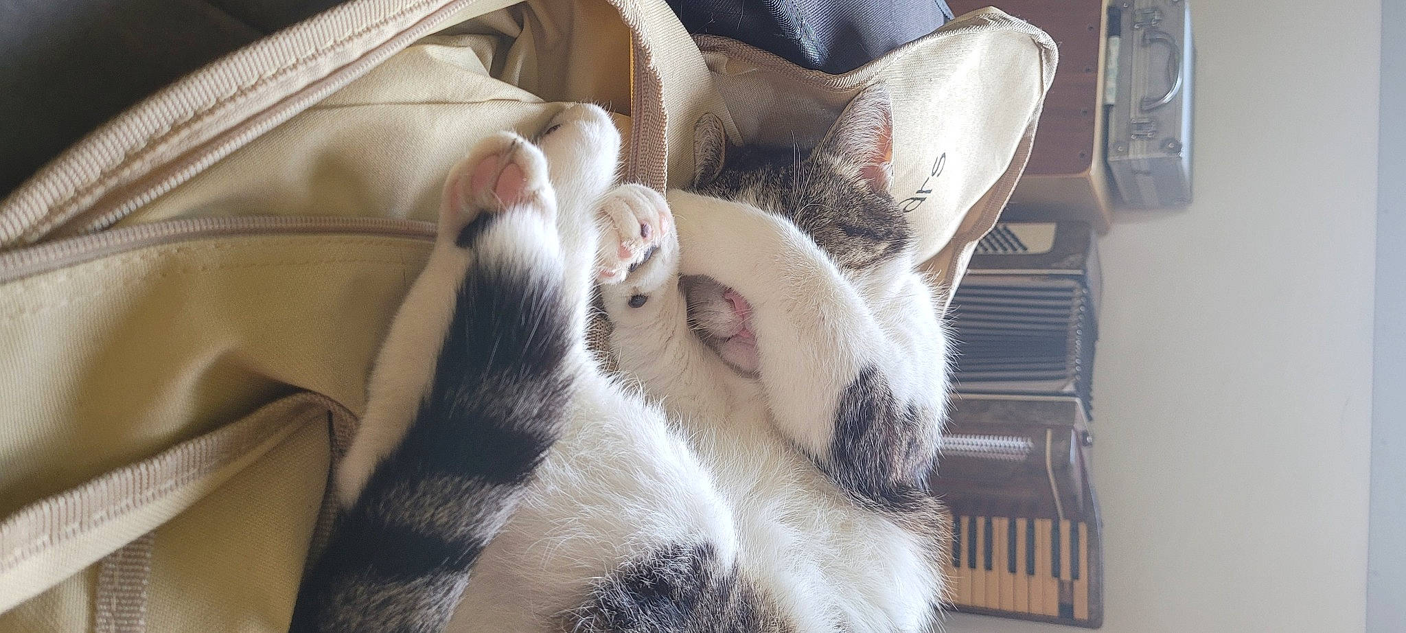 Pompon participe au concours pour gagner de l'argent avec cette photo : carmine, carnivore, cat, claw, comfort, domestic_short_haired_cat, fawn, felidae, fur, grey, linens, nap, paw, room, sleep, small_to_medium_sized_cats, snout, tail, whiskers